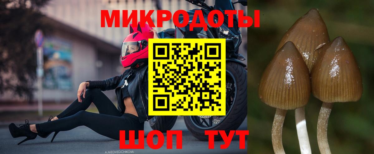 Галлюциногенные грибы Psilocybine cubensis Ульяновск