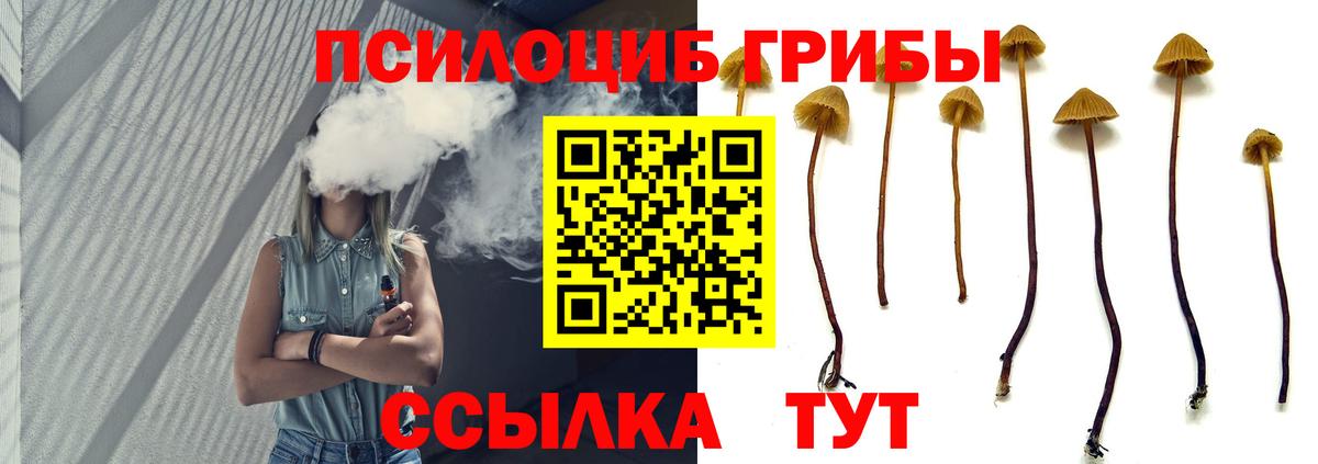 Ульяновск  Псилоцибиновые грибы Magic Shrooms  Вход с VPN  дарнет шоп  Псилоцибиновые грибы Psilocybine cubensis 
